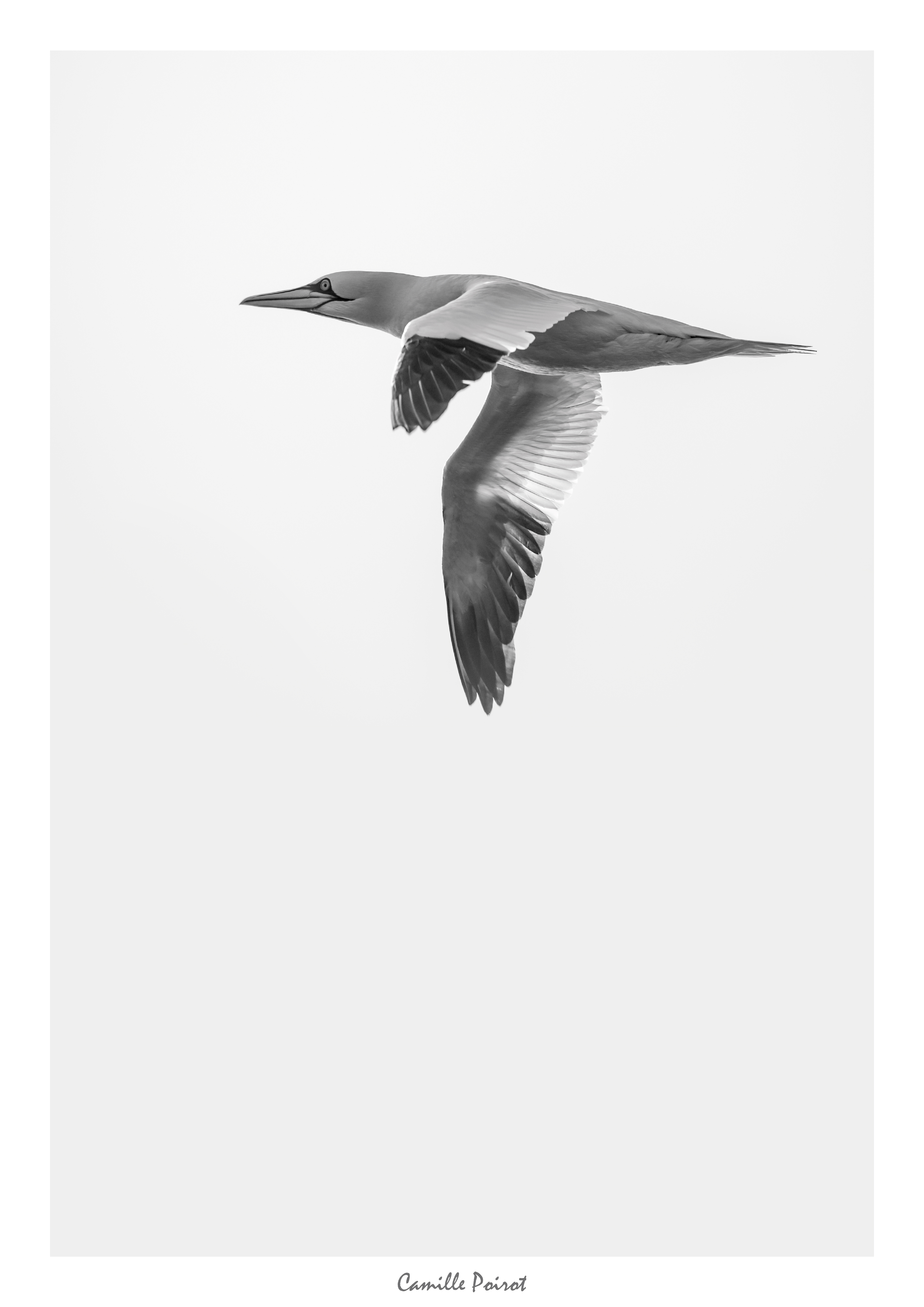 Poster Fou de Bassan
